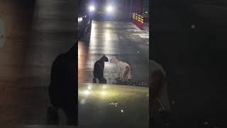 Cat Anime Love Story!