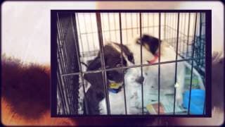 Copy of CANDi and Cvets Pets