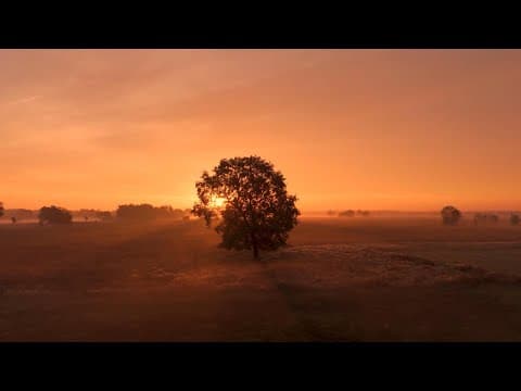 Blossom by Nicholas Gunn - Album Art