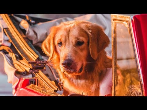 Come Inside Of My Heart by IV OF SPADES - Album Art