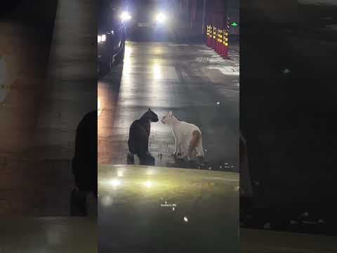 Cat Anime Love Story! by BOESHI - Album Art