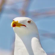 Baby Keem album - Baby Keem Drops Surprise Album, Listeners Discover It Contains Only The Sound Of A Single Seagull