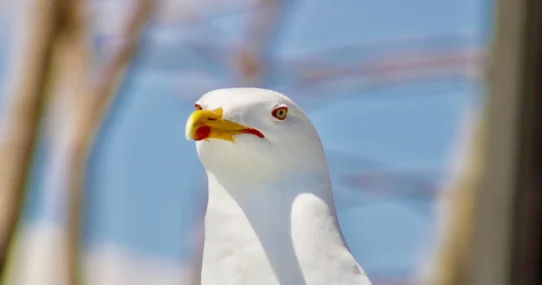 Baby Keem album - Baby Keem Drops Surprise Album, Listeners Discover It Contains Only The Sound Of A Single Seagull