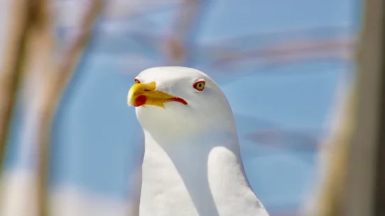 Baby Keem album - Baby Keem Drops Surprise Album, Listeners Discover It Contains Only The Sound Of A Single Seagull