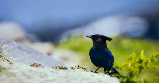 Dead Presidents streaming - Dead Presidents Streaming Finally Hits Platforms After 30-Year Data Glitch