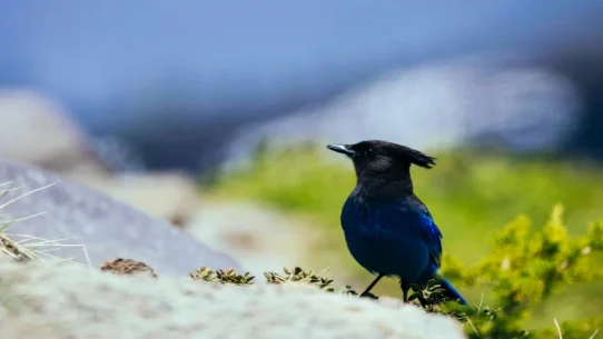 Dead Presidents streaming - Dead Presidents Streaming Finally Hits Platforms After 30-Year Data Glitch