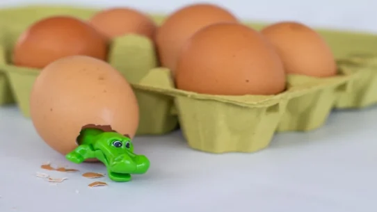 dinosaur eggshells - Dinosaur Eggshells Discovered to Be Shockingly Judgmental About Other Fossils’ Age