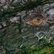 Dinosaur eggshells fossils - Dinosaur Eggshells Now Used To Date Other Fossils