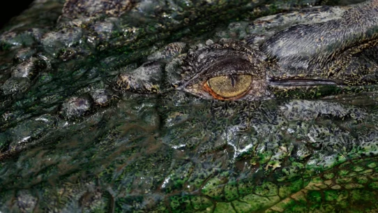 Dinosaur eggshells fossils - Dinosaur Eggshells Now Used To Date Other Fossils