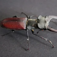 GRRL Beetle Album - GRRL Announces Beetle Album, Promises Insectoid Dance Moves