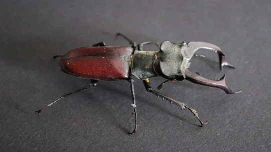 GRRL Beetle Album - GRRL Announces Beetle Album, Promises Insectoid Dance Moves