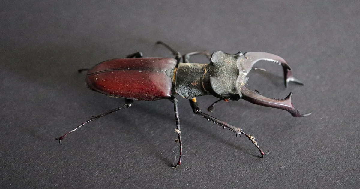 GRRL Beetle Album - GRRL Announces Beetle Album, Promises Insectoid Dance Moves