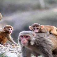 Noncombat Troops Ukraine - Johnson Urges Noncombat Troops to Ukraine, Cites 'Expertise in Loitering'