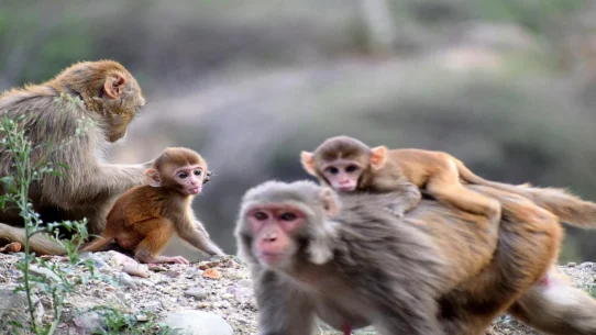 Noncombat Troops Ukraine - Johnson Urges Noncombat Troops to Ukraine, Cites 'Expertise in Loitering'