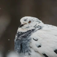 NYC travel bans - NYC Travel Bans Spark Existential Crisis for Pigeon Population