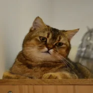 Iran attack risks - Pentagon General Unveils Acute Iran Attack Risks: 'Papercuts are Imminent'