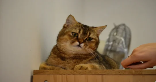 Iran attack risks - Pentagon General Unveils Acute Iran Attack Risks: 'Papercuts are Imminent'