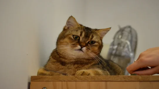 Iran attack risks - Pentagon General Unveils Acute Iran Attack Risks: 'Papercuts are Imminent'