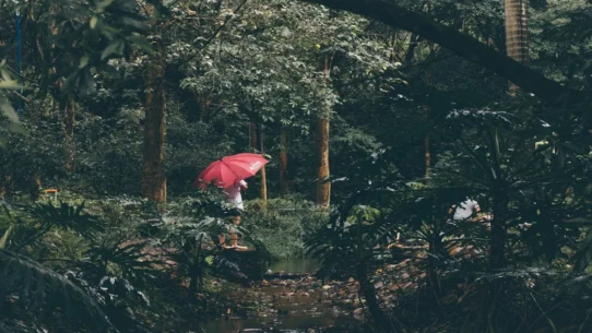 she's green mettle - She's Green's 'Mettle' Single Unearths Ancient Botanical Conflict