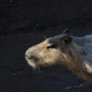 Taylor Swift Opalite - Taylor Swift Celebrates Opalite’s Chart Success With Elaborate Capybara Pageant
