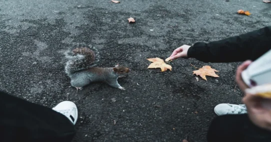 Tori Amos Stronger Together - Tori Amos's 'Stronger Together' Unites Feuding Squirrels
