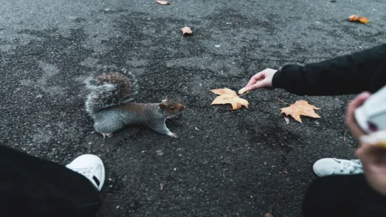 Tori Amos Stronger Together - Tori Amos's 'Stronger Together' Unites Feuding Squirrels