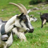 Billie Eilish The Bell Jar - Billie Eilish Eyeing Lead Role in ‘The Bell Jar,’ Promises ‘Vibe Check’ For Plath