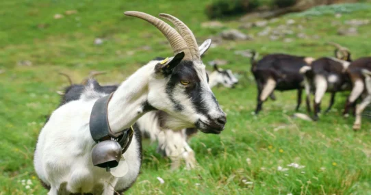 Billie Eilish The Bell Jar - Billie Eilish Eyeing Lead Role in ‘The Bell Jar,’ Promises ‘Vibe Check’ For Plath