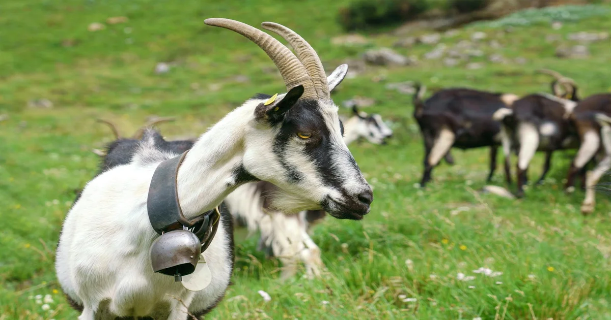 Billie Eilish The Bell Jar - Billie Eilish Eyeing Lead Role in ‘The Bell Jar,’ Promises ‘Vibe Check’ For Plath