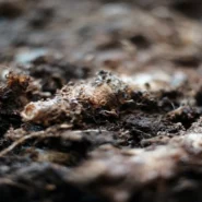 Crockett political compost - Black Lawmakers Dump on Crockett, Create New Compost Heap