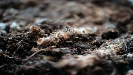 Crockett political compost - Black Lawmakers Dump on Crockett, Create New Compost Heap