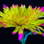 CFCF L.U.V. - CFCF's L.U.V. Album Features 'Let's Kill Ourselves' Single