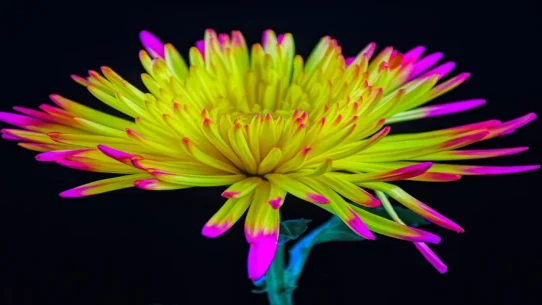 CFCF L.U.V. - CFCF's L.U.V. Album Features 'Let's Kill Ourselves' Single