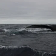 collaborative whale birth - Collaborative Whale Birth Prompts Concerns Over Cetacean Peer Pressure