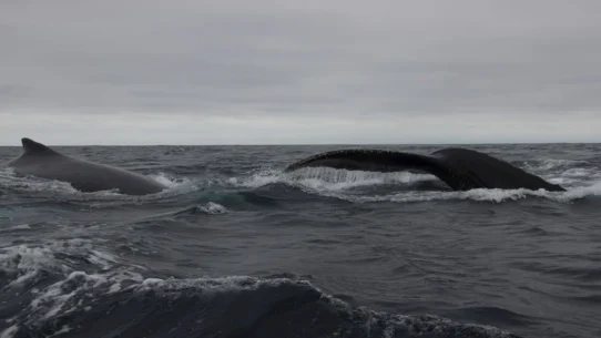 collaborative whale birth - Collaborative Whale Birth Prompts Concerns Over Cetacean Peer Pressure