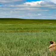 indefinite hiatus from live music - Colter Wall Takes "Indefinite Hiatus From Live Music" To Study Howling