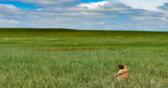 indefinite hiatus from live music - Colter Wall Takes "Indefinite Hiatus From Live Music" To Study Howling