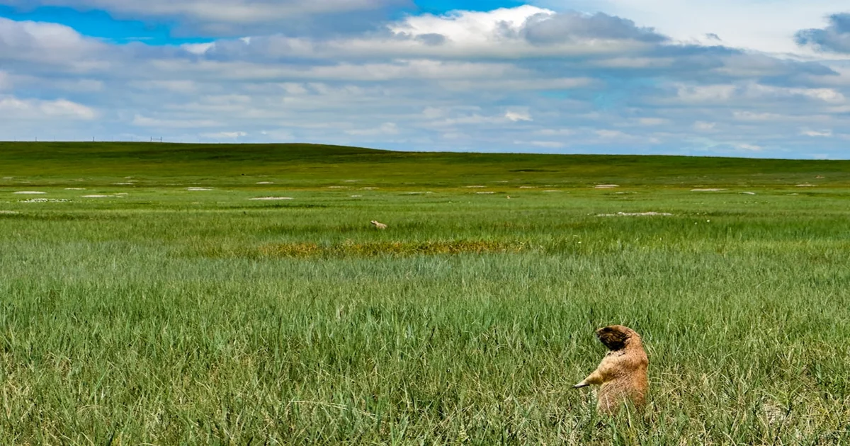 indefinite hiatus from live music - Colter Wall Takes "Indefinite Hiatus From Live Music" To Study Howling