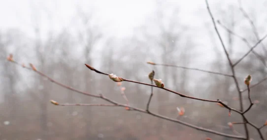 Dead Can Dance Our Day - Dead Can Dance’s ‘Our Day Will Come’ Finally Arrives, World Unprepared
