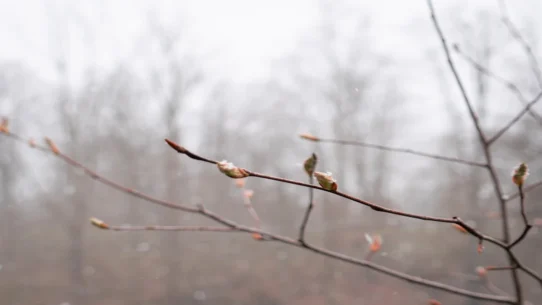 Dead Can Dance Our Day - Dead Can Dance’s ‘Our Day Will Come’ Finally Arrives, World Unprepared