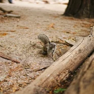 Dow futures drop - Dow Futures Drop as Market Panics Over Existential Dread of Squirrel