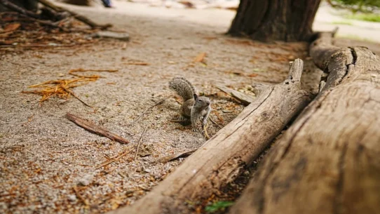 Dow futures drop - Dow Futures Drop as Market Panics Over Existential Dread of Squirrel