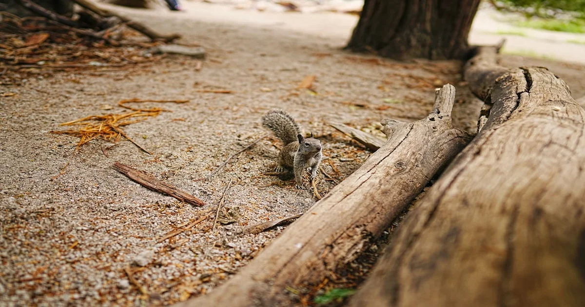 Dow futures drop - Dow Futures Drop as Market Panics Over Existential Dread of Squirrel