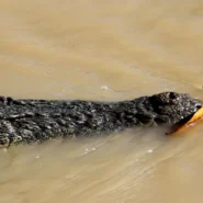 Finland PM defeat - Finland PM's Downfall Linked To Nation's Dire Lack Of Crocs