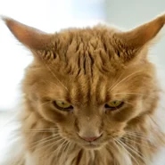 Finland PM's loss - Finland PM's Loss Attributed to Excessive Fun, Voters Demand 'More Serious' Leadership