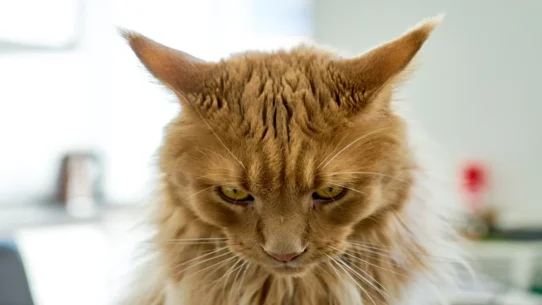 Finland PM's loss - Finland PM's Loss Attributed to Excessive Fun, Voters Demand 'More Serious' Leadership