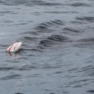 Herring Head Tossing - Finland's PM Lost Due To Lack of Enthusiasm For Herring Head Tossing