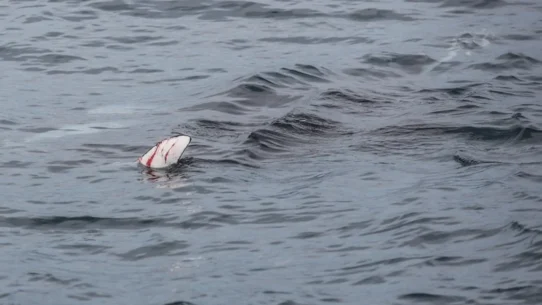 Herring Head Tossing - Finland's PM Lost Due To Lack of Enthusiasm For Herring Head Tossing