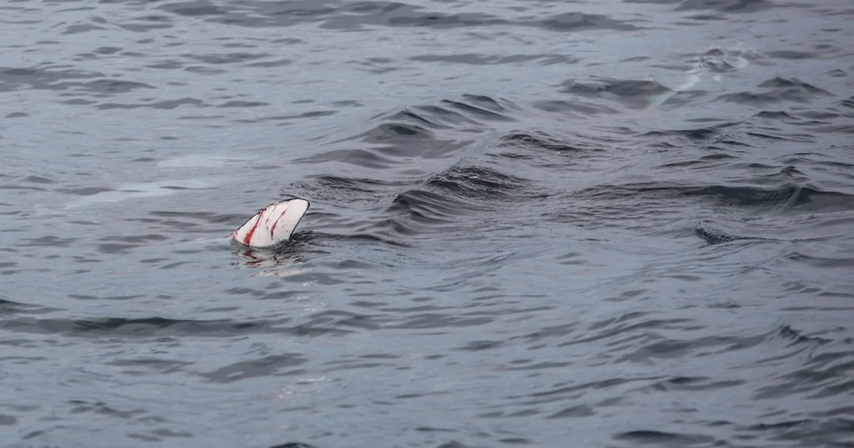 Herring Head Tossing - Finland's PM Lost Due To Lack of Enthusiasm For Herring Head Tossing