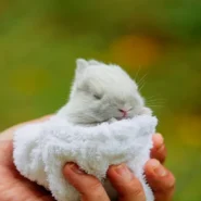 Rabbits Can Swim - Florence Road’s 'Rabbits Can Swim' Plunges Nation Into Aquatic Rabbit Crisis